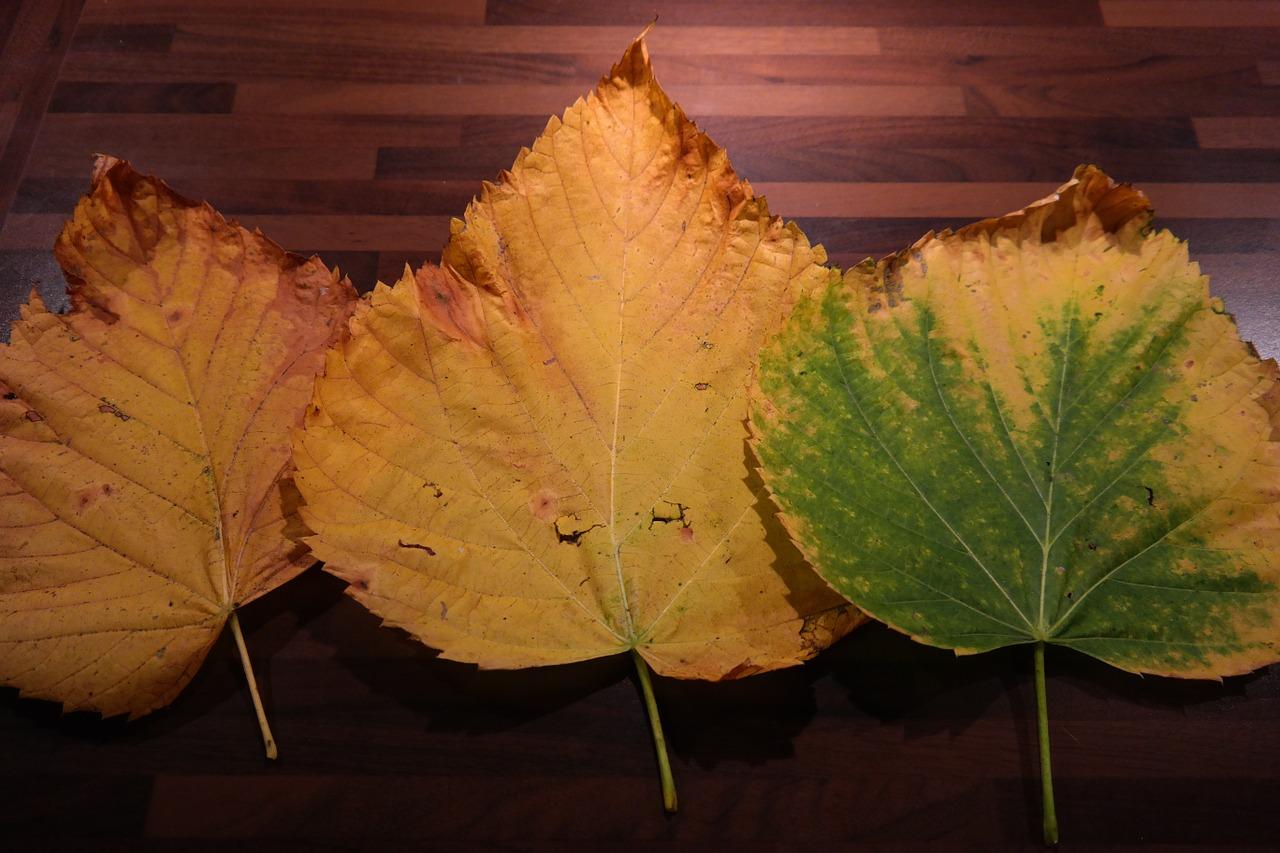 榆树的叶子像什么