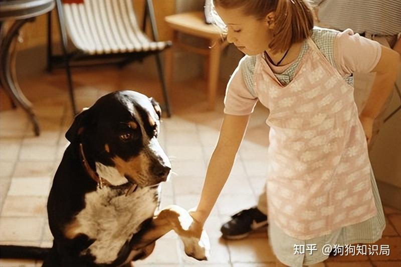 狗狗这几个小动作，竟是“智商高”的表现！你家狗有吗？ - 知乎