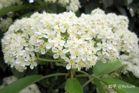 石楠花闻起来有精液的味道 为什么很多学校种石楠花