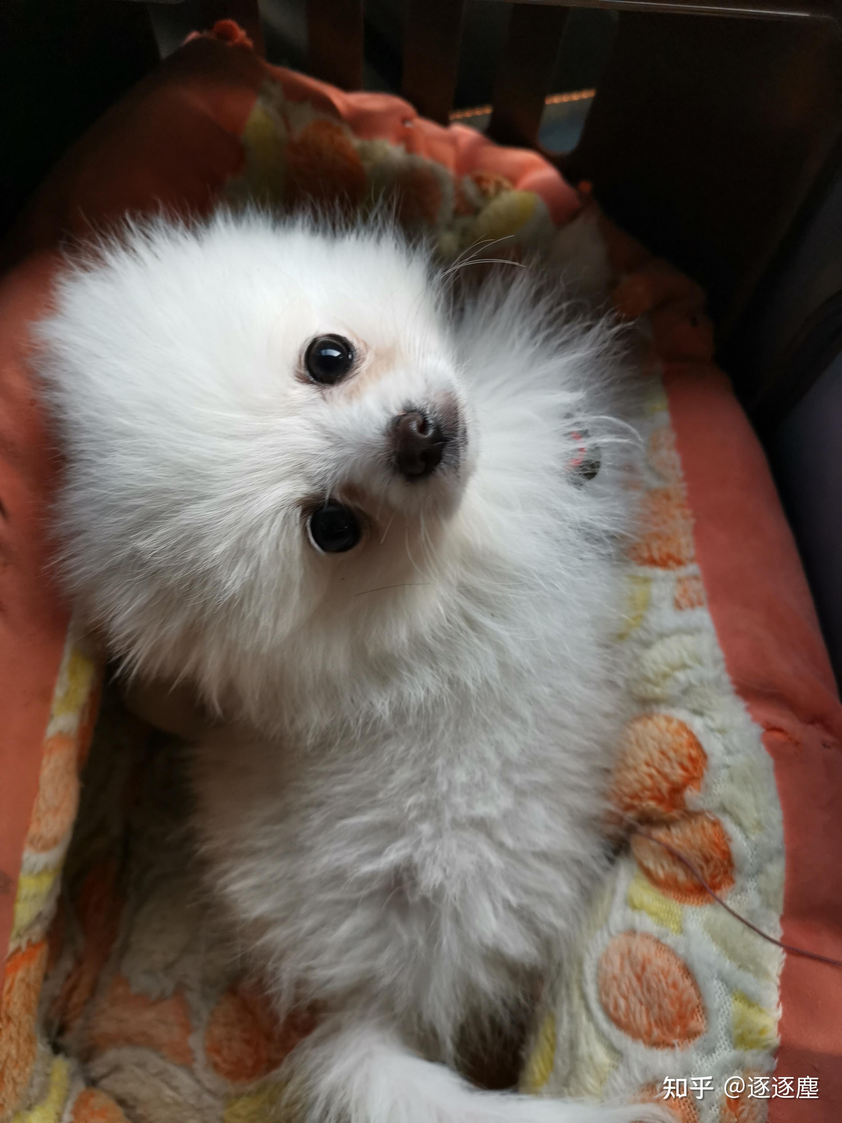 三个月的博美幼犬什么时候可以喂蛋黄吃宠物店说要喂糖水多久喂一次