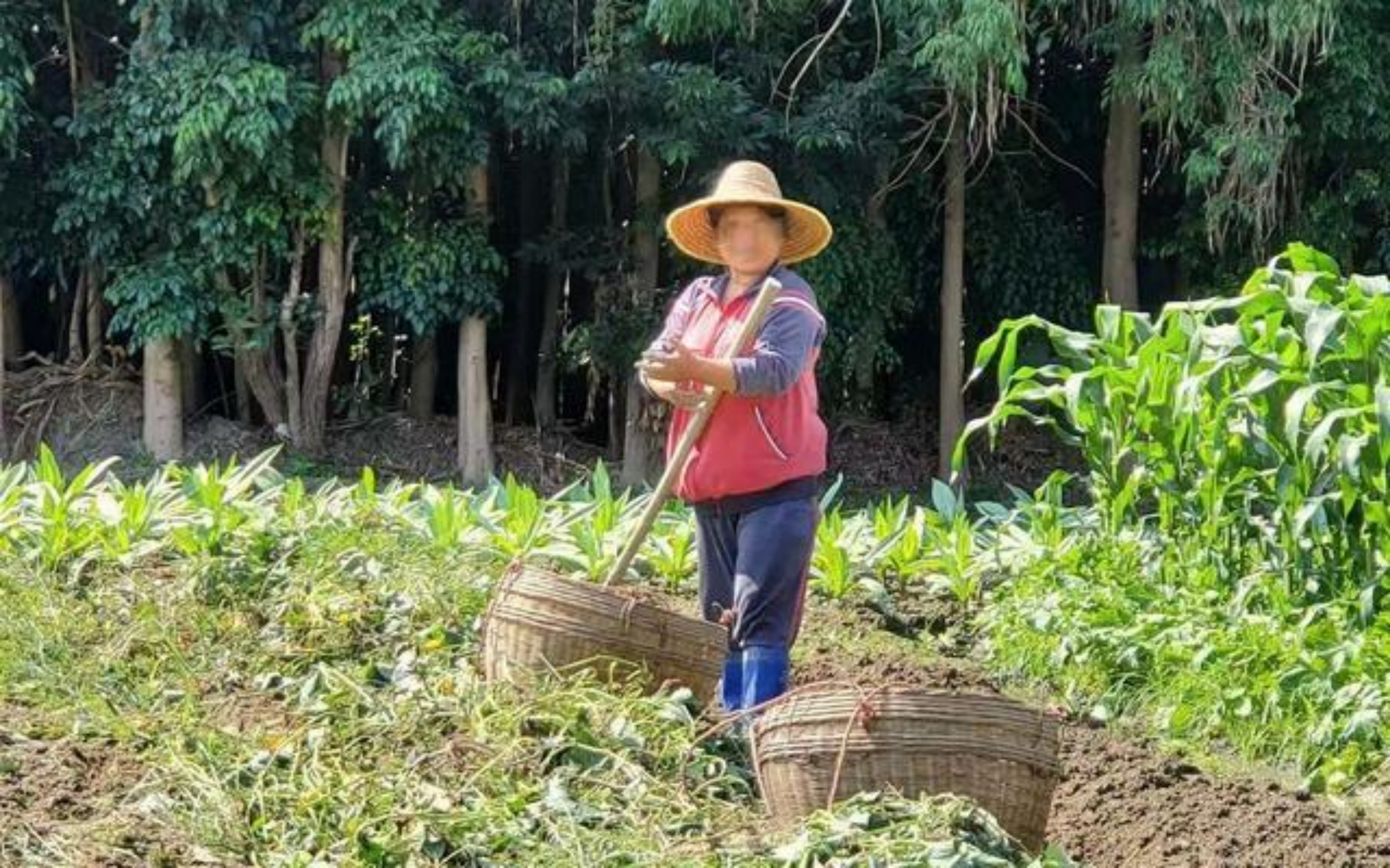 小梅的母亲在田间劳作 (新京报记者 李云蝶 摄)