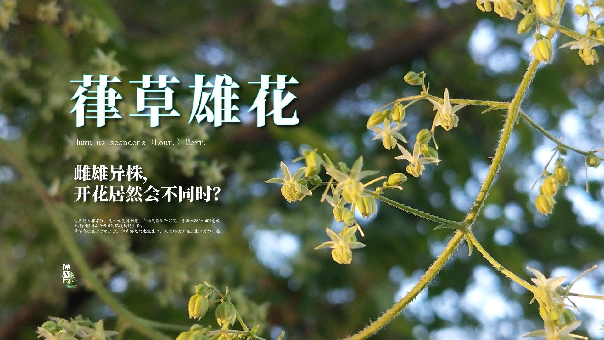 1 月 13 日我武生物获得葎草花粉点刺液药品注册受理通知书,这对 i 型