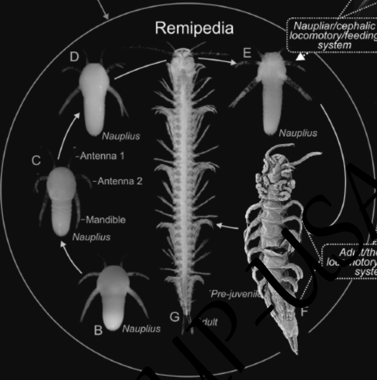 Remipedia 桨足纲Remipedia:遁入幽冥,海洋洞穴掠食者,此生不见黎明 - 知乎