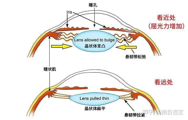 冷知识科普：人眼视近的三联动关系 - 知乎