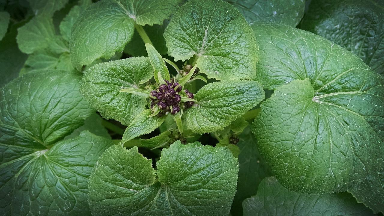 大丽花单只花花期多少天
