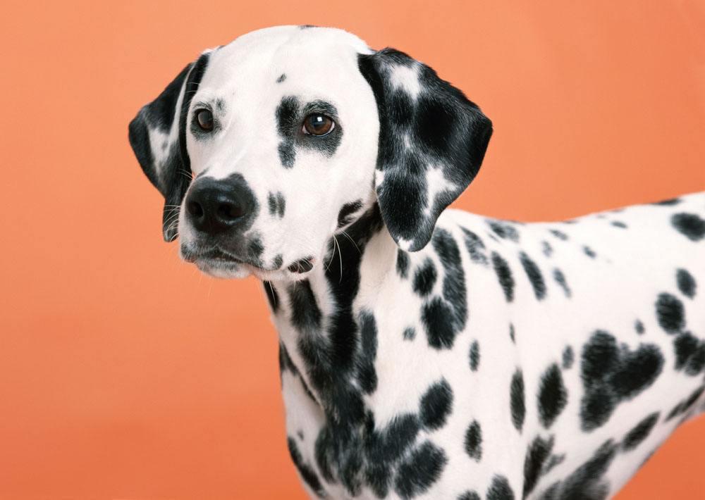 辨识度超高 几乎所有人都能一眼认出来的犬种 斑点狗 知乎 辨识度超高 几乎所有人都能一眼认出来的犬种 斑点狗 知乎