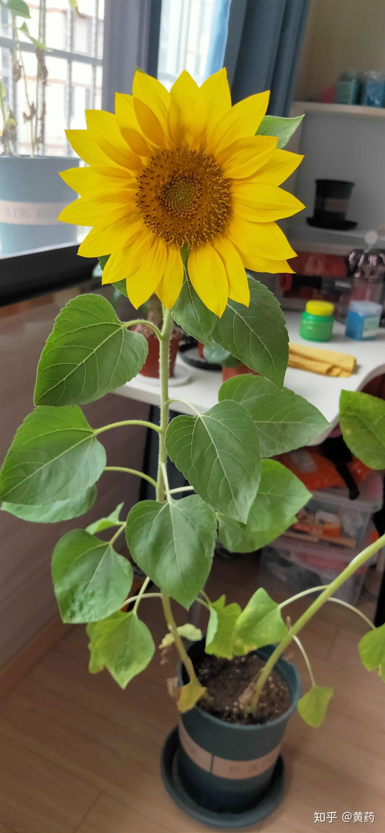 怎么用花盆种向日葵