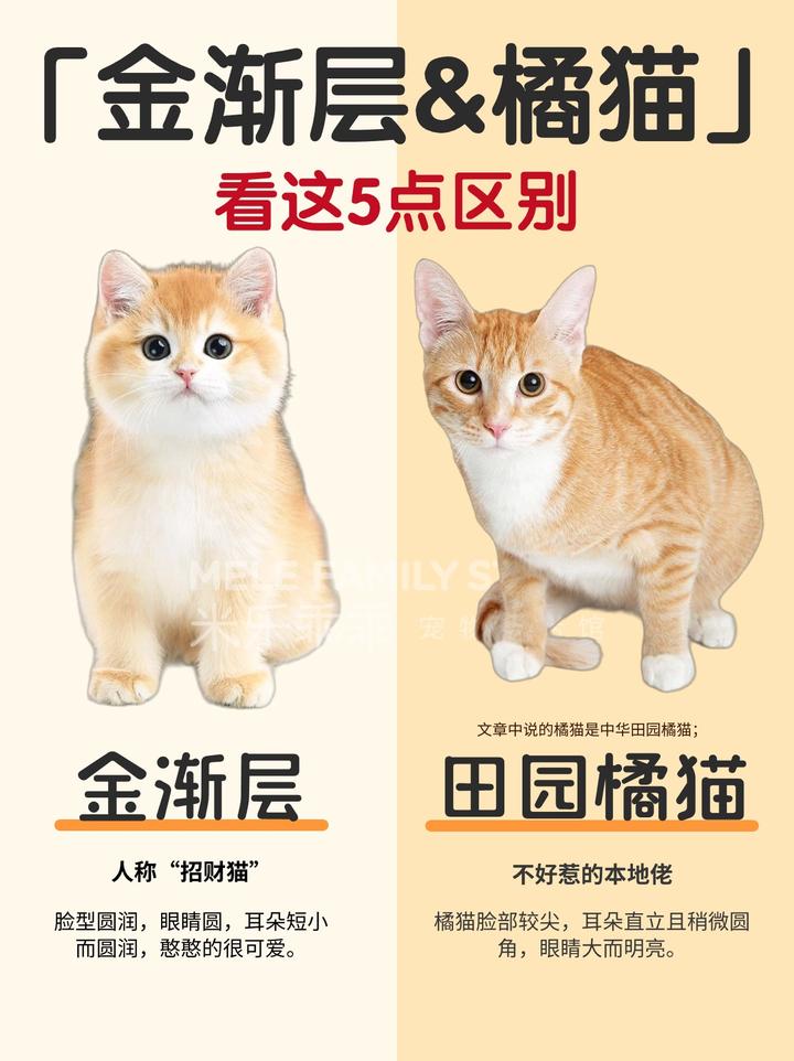 金渐层和橘猫还傻傻分不清看这5点