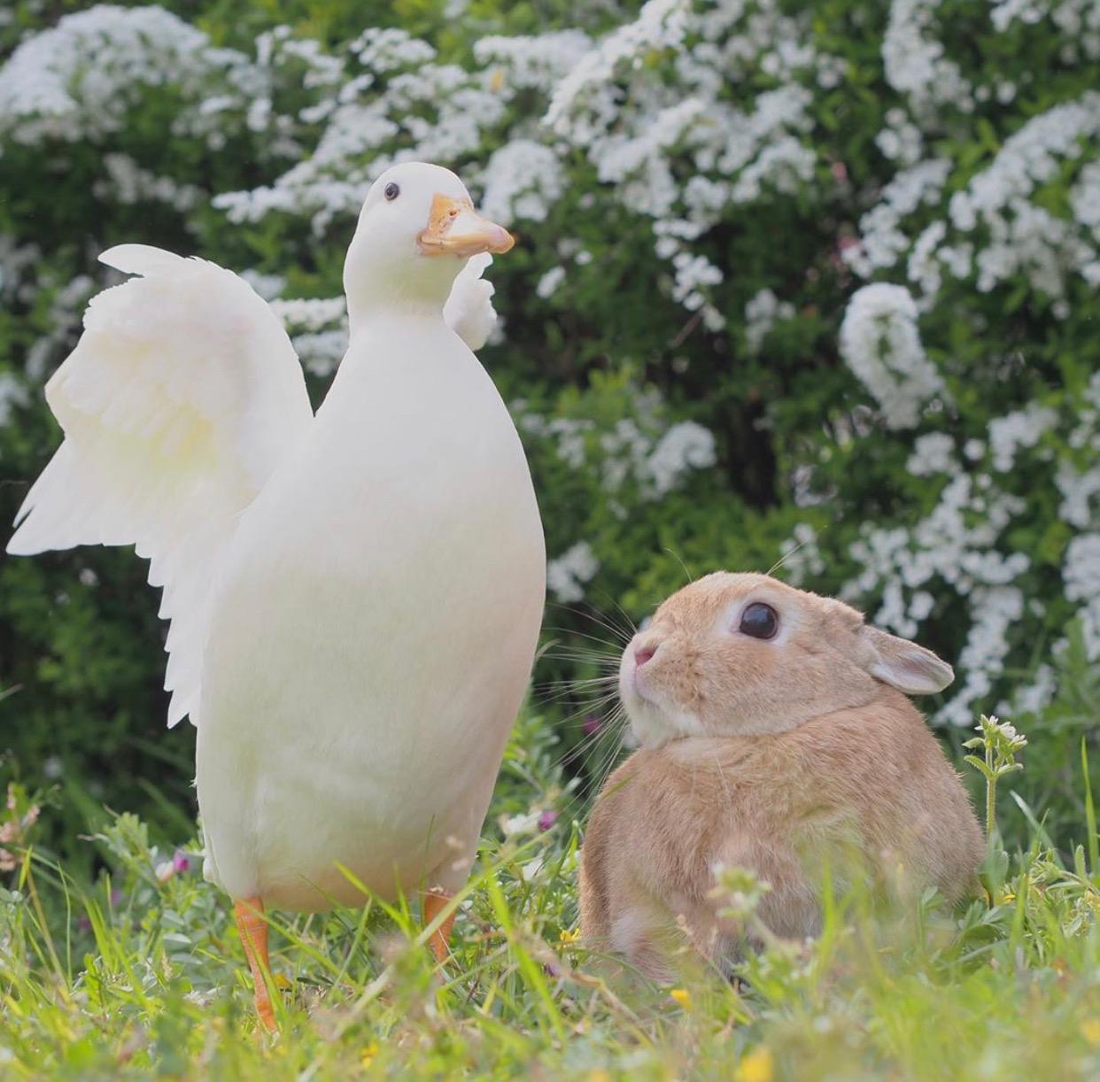 你收藏了哪些超治愈的图片