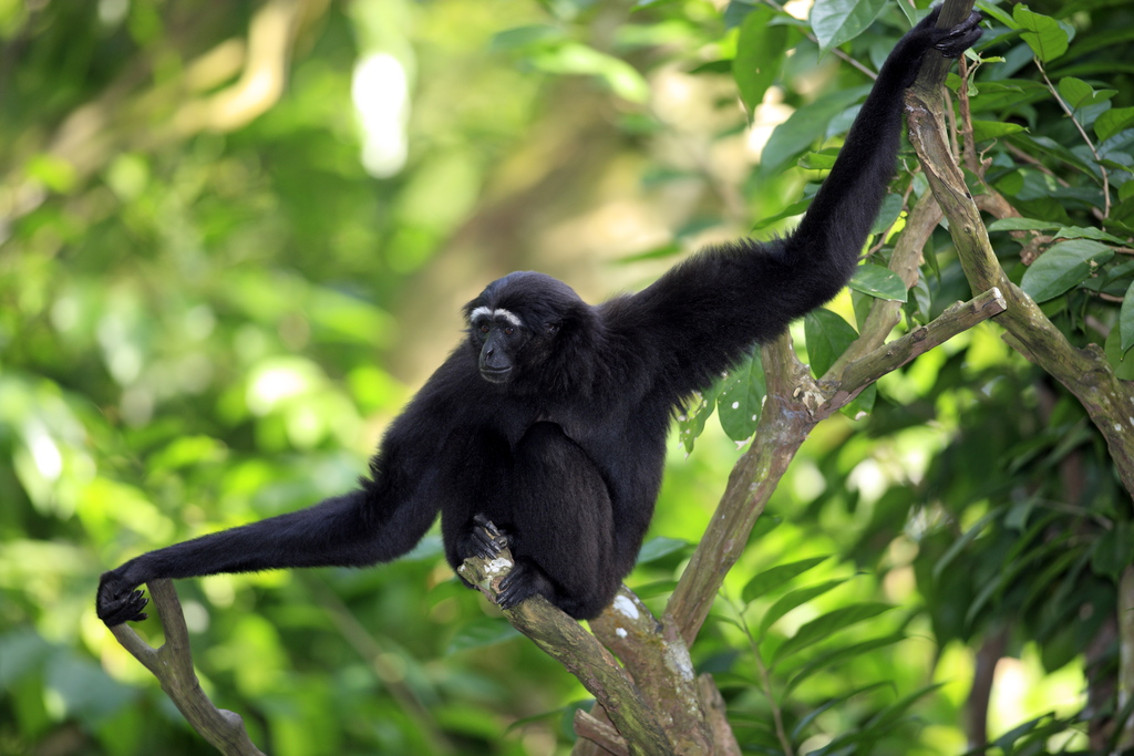 人类远祖"森林古猿"为何要付出惨痛代价,将诸多的先天本能演化成后天