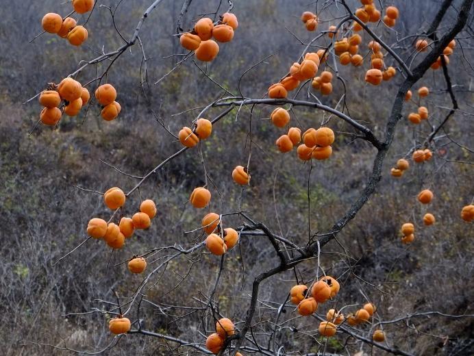 柿子扦插繁殖 农民要掌握好枝条处理技术 也能培育出壮苗 知乎