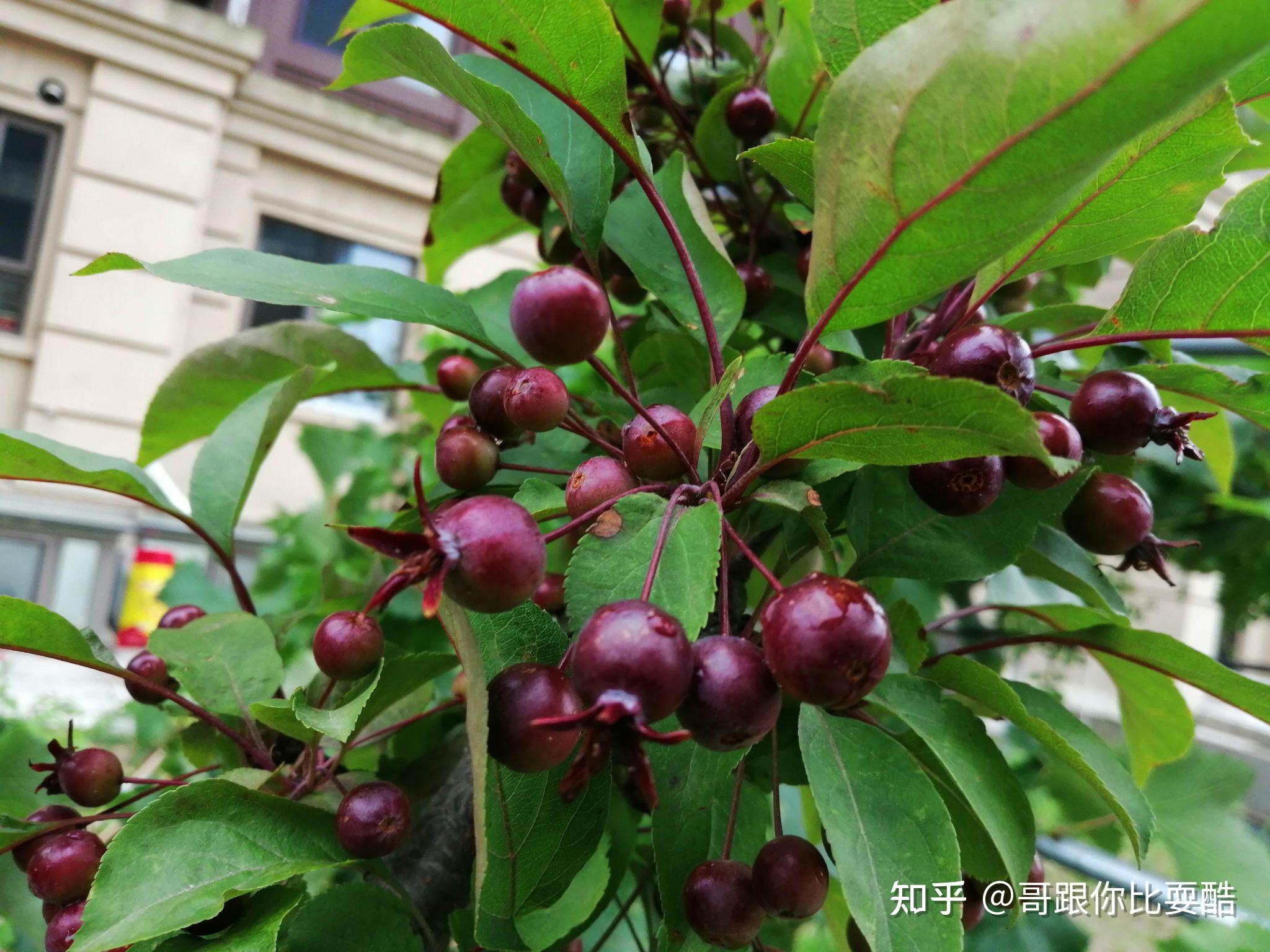 4种花挂满“红果果”，中国风十足，过年养它“红红火火”|红果果|中国风|喜庆_新浪新闻
