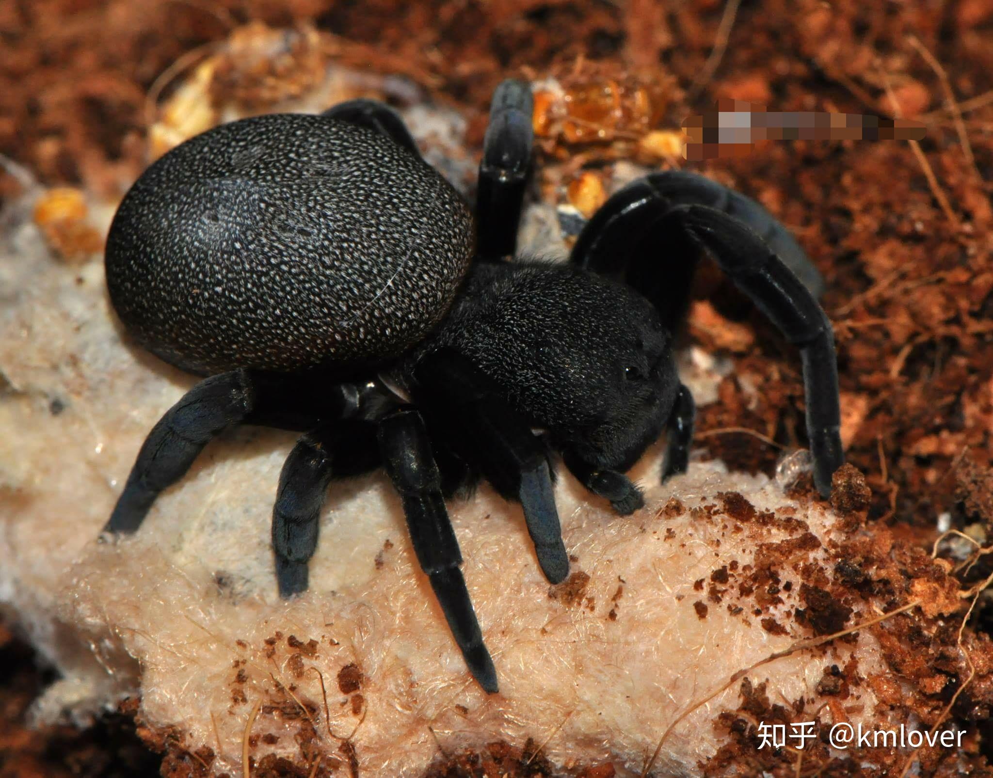 这是什么蜘蛛?叫什么名字? - 知乎