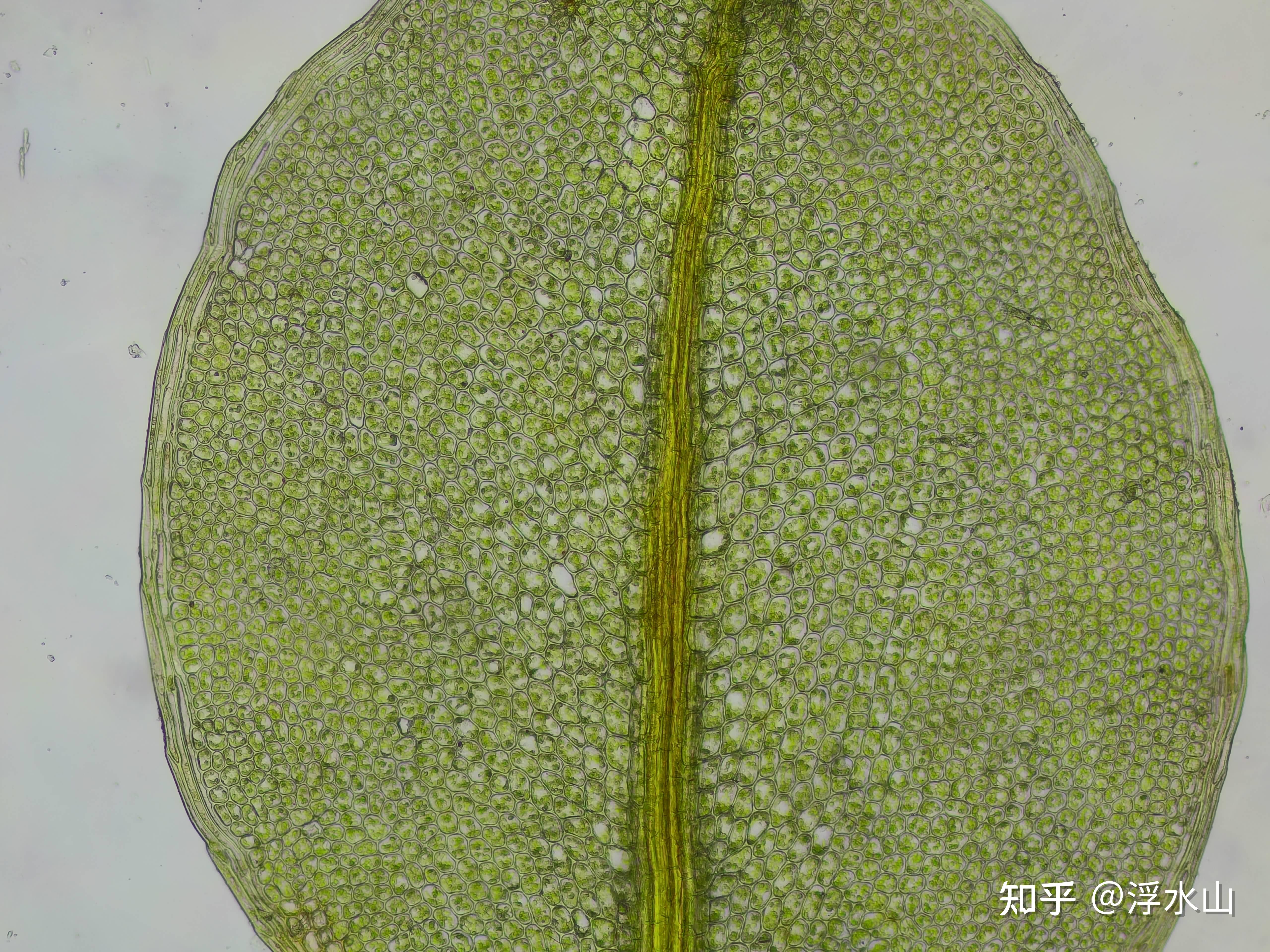 苔藓植物叶片上的深绿色一道是叶脉吗 知乎