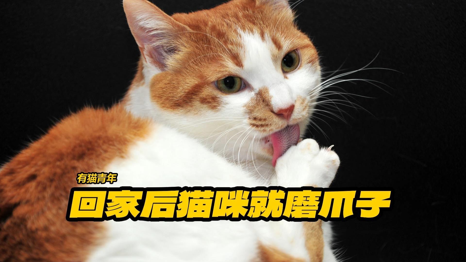 猫为什么要磨爪子啊为什么在线