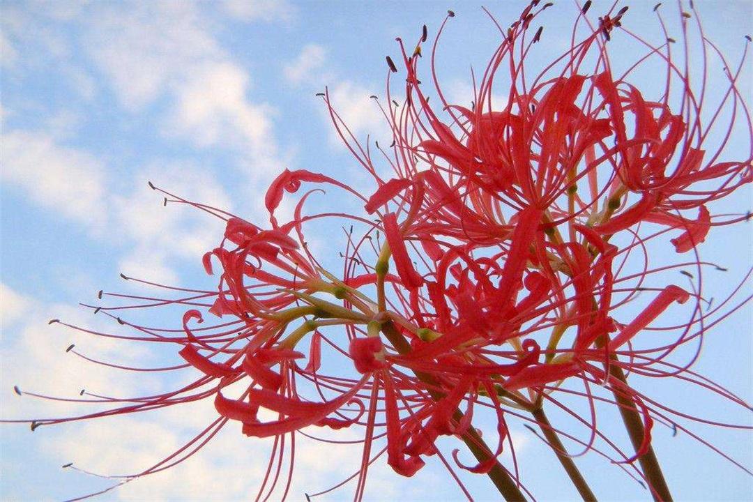 曼珠沙华 别名红色彼岸花 Lycorisradiata 又称 引魂之花 知乎 曼珠沙华 别名红色彼岸花 Lycorisradiata 又称 引魂之花 知乎
