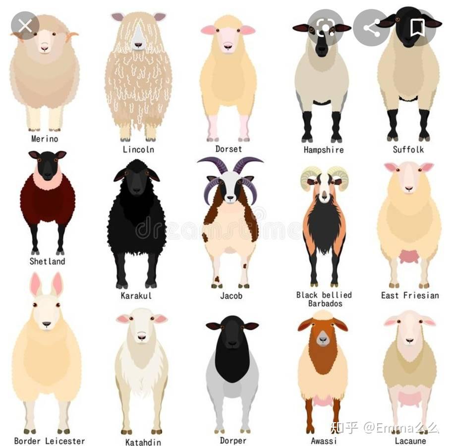 各种羊的图片以及介绍图片