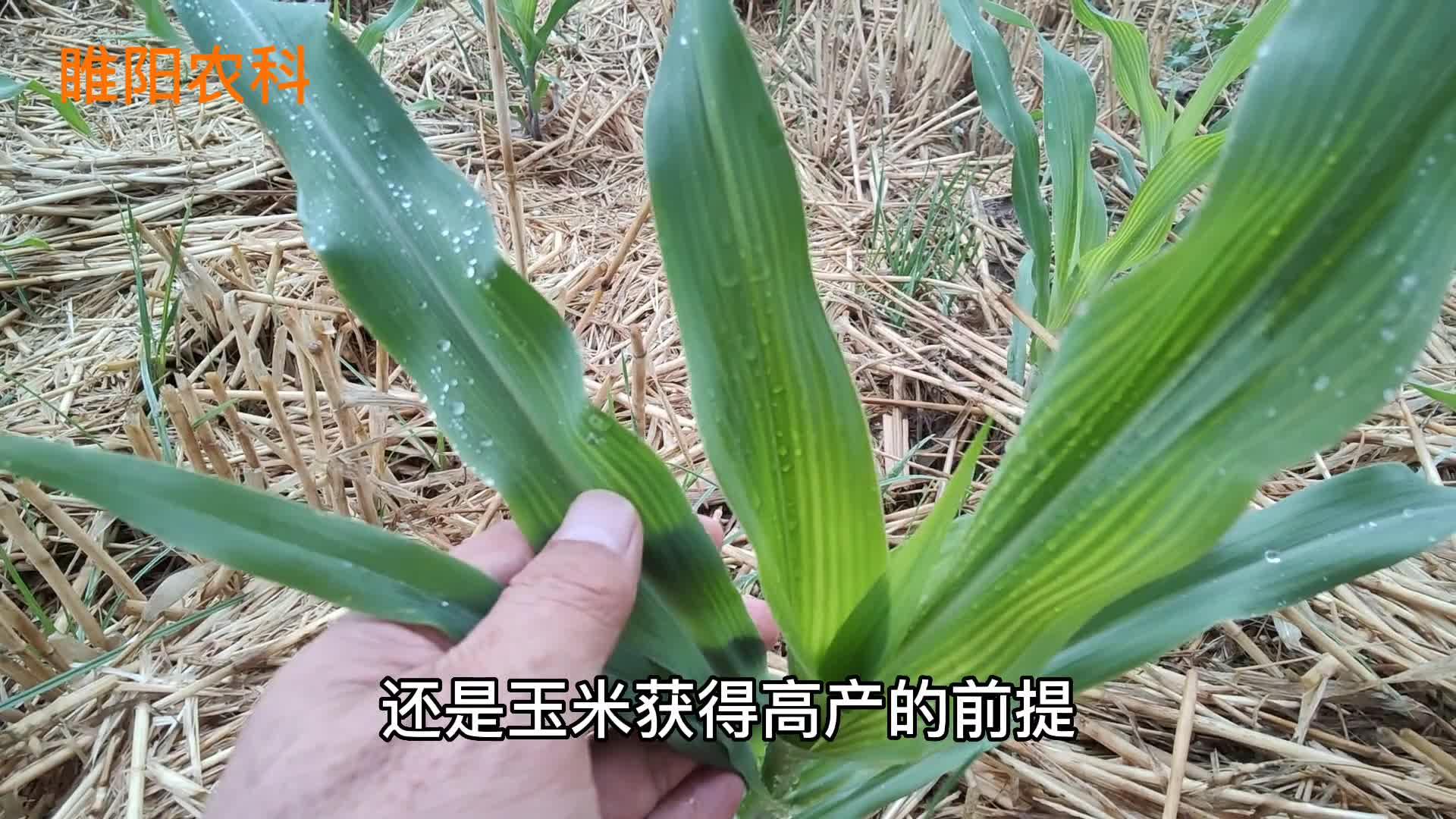 玉米的不定根图片