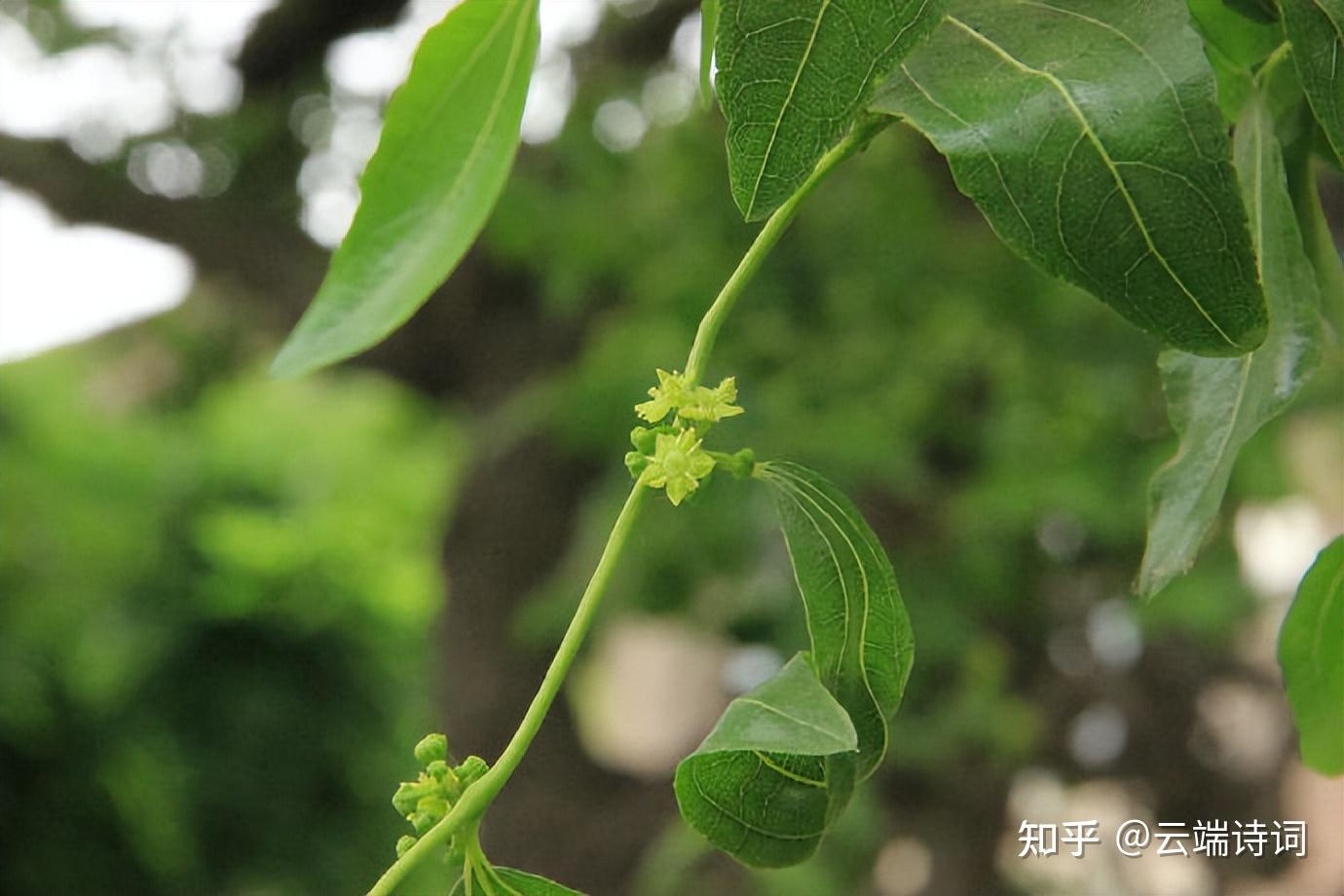 古诗词里的枣花香,千里帆樯明月夜,薰风吹送枣花香 - 知乎