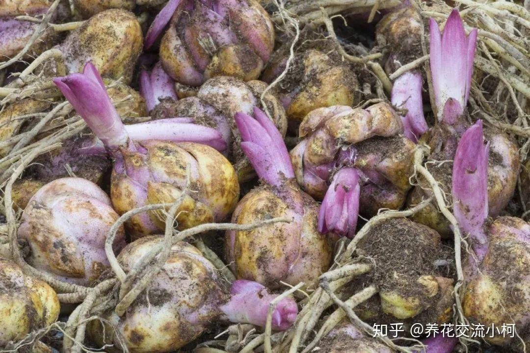 带你走进球根植物大世界,品种丰富,栽种有技巧,养护指南教给你 - 知乎