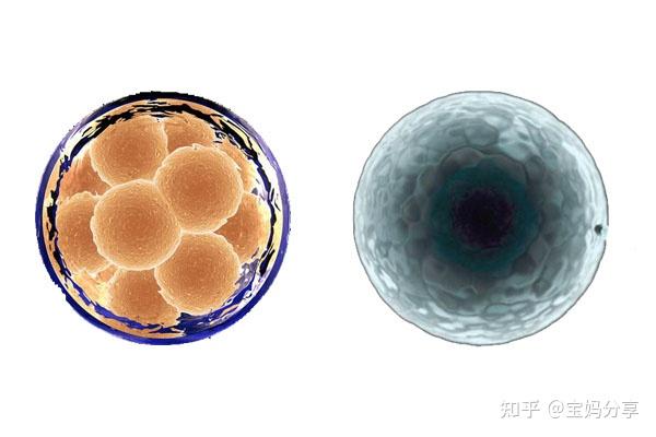 鲜胚移植不着床会体内存活几天才能排出! - 知乎