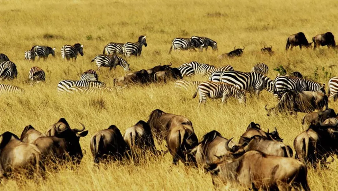 角马为什么是非洲草原上数量最多的食草动物? - 知乎
