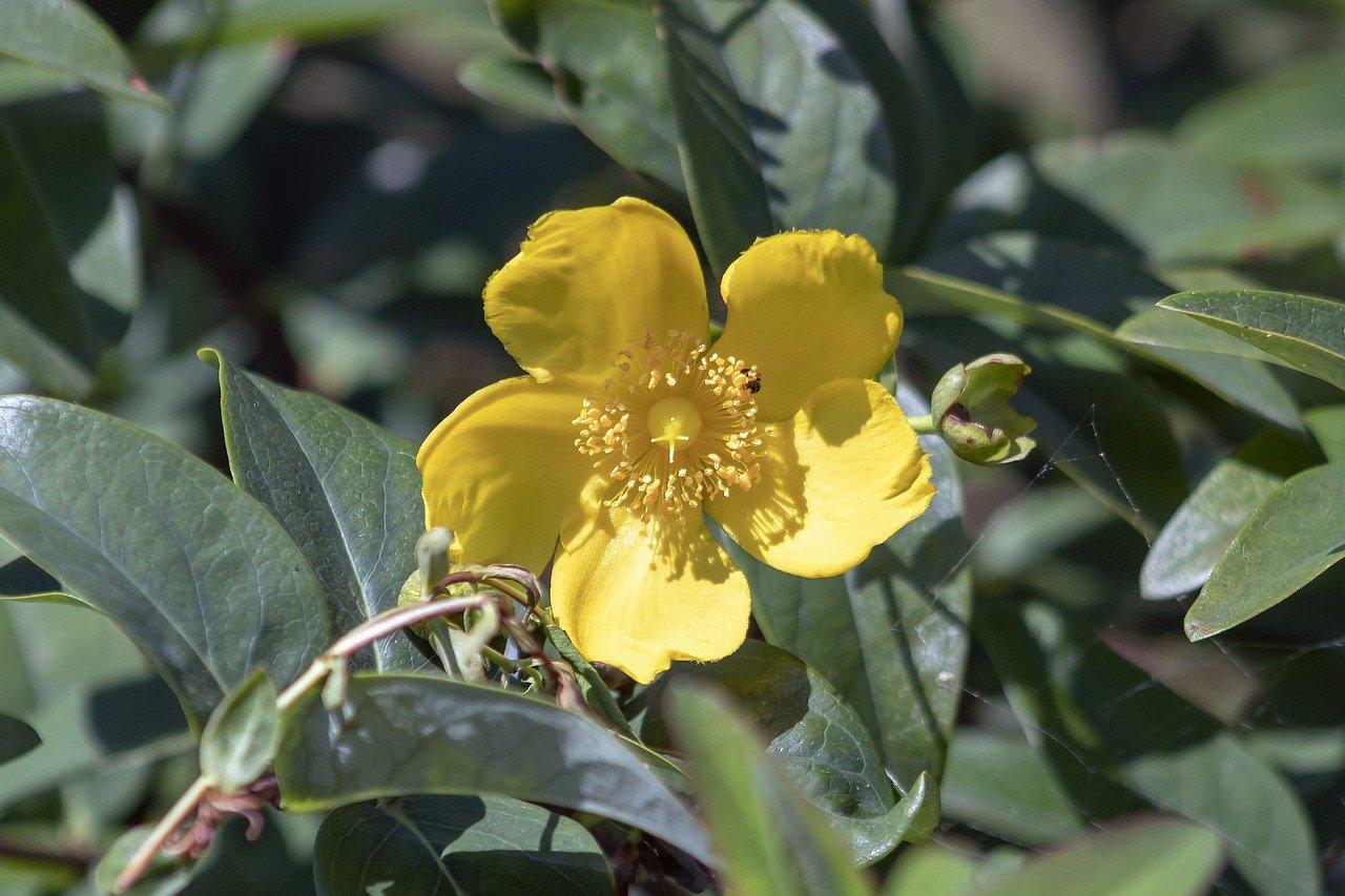 2. 落叶成因分析