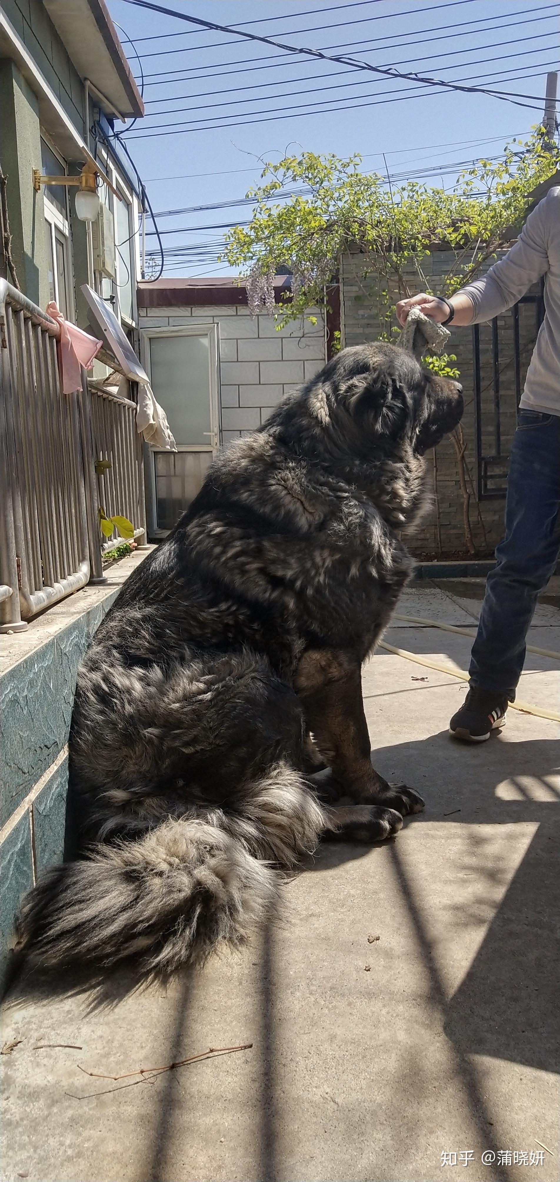 高加索犬咬人吗图片