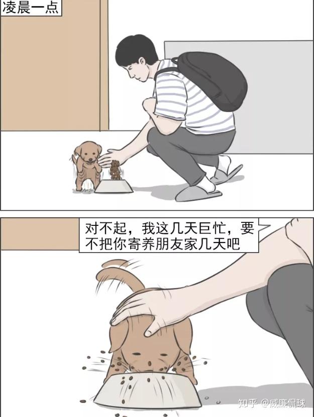 世界上最聪明的狗是什么狗