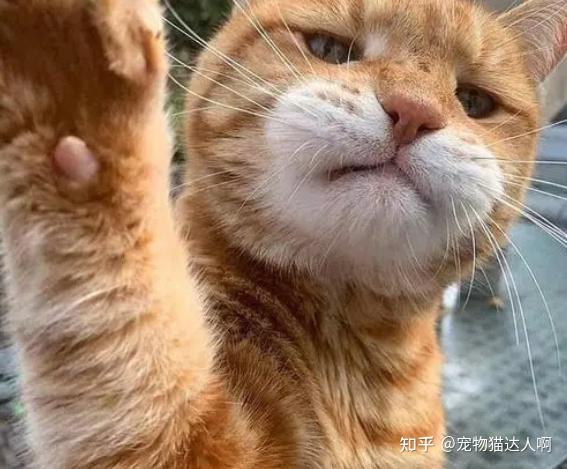 “超凶”的9种猫,猫友们要小心了! - 知乎