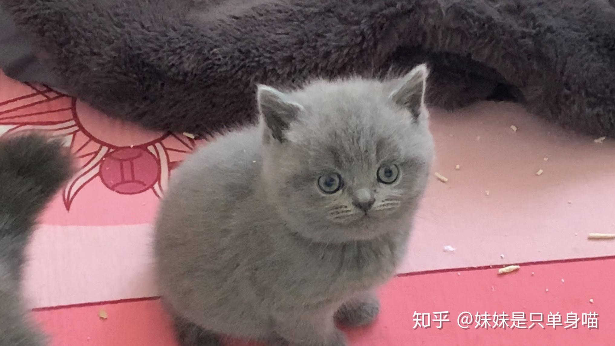 这只波斯系蓝猫的眼睛为什么是这个颜色?