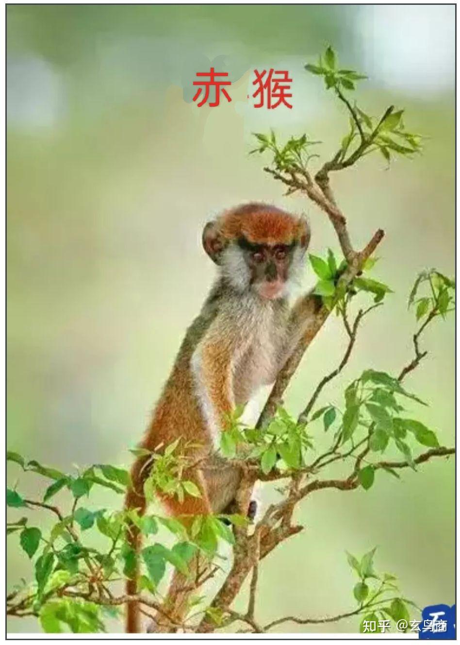 《山海经》之天吴 - 知乎