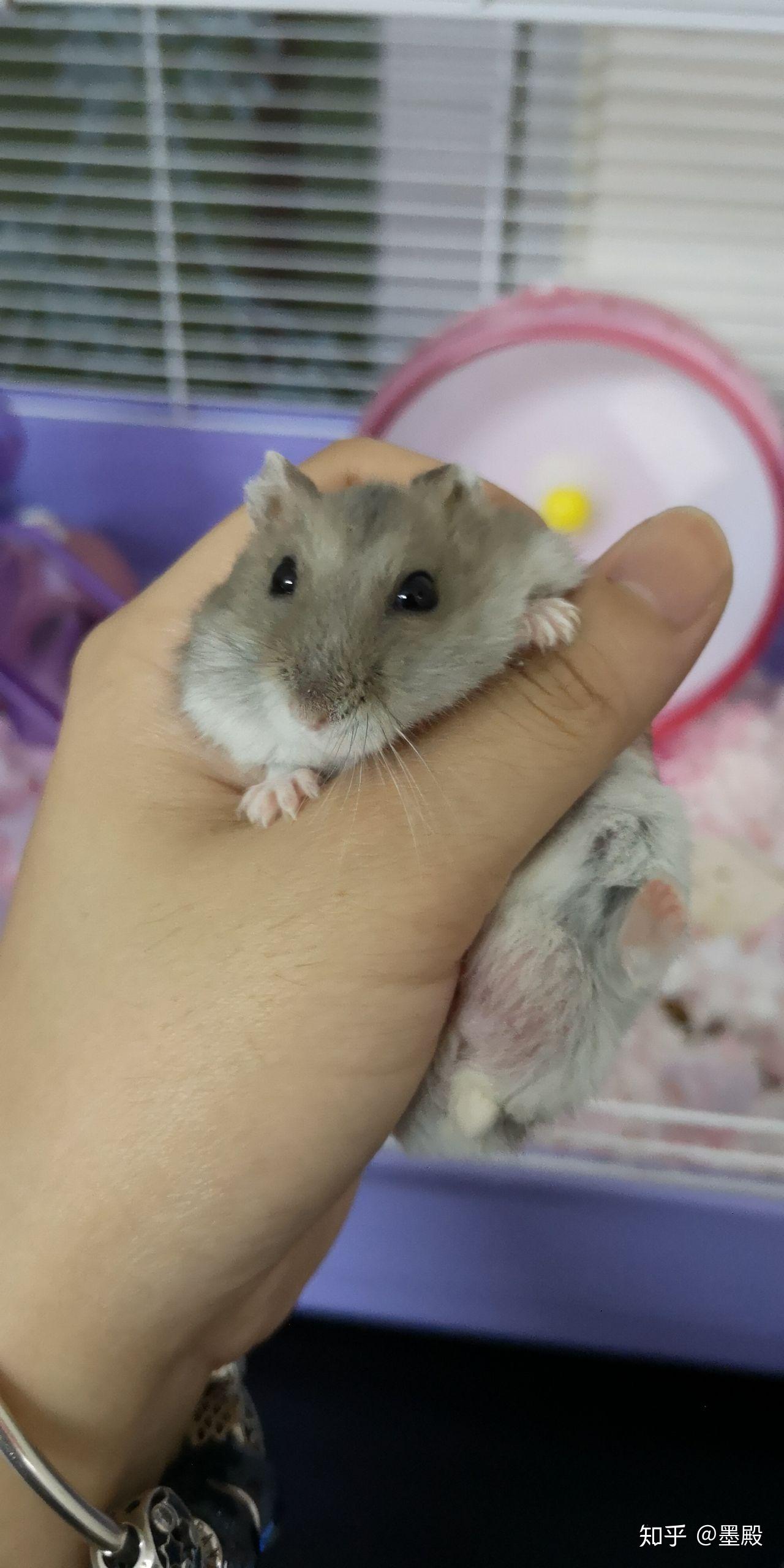 一线灰仓鼠能长到多大?