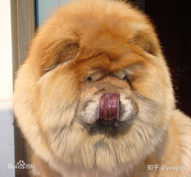 中国原生松狮犬综述 - 知乎