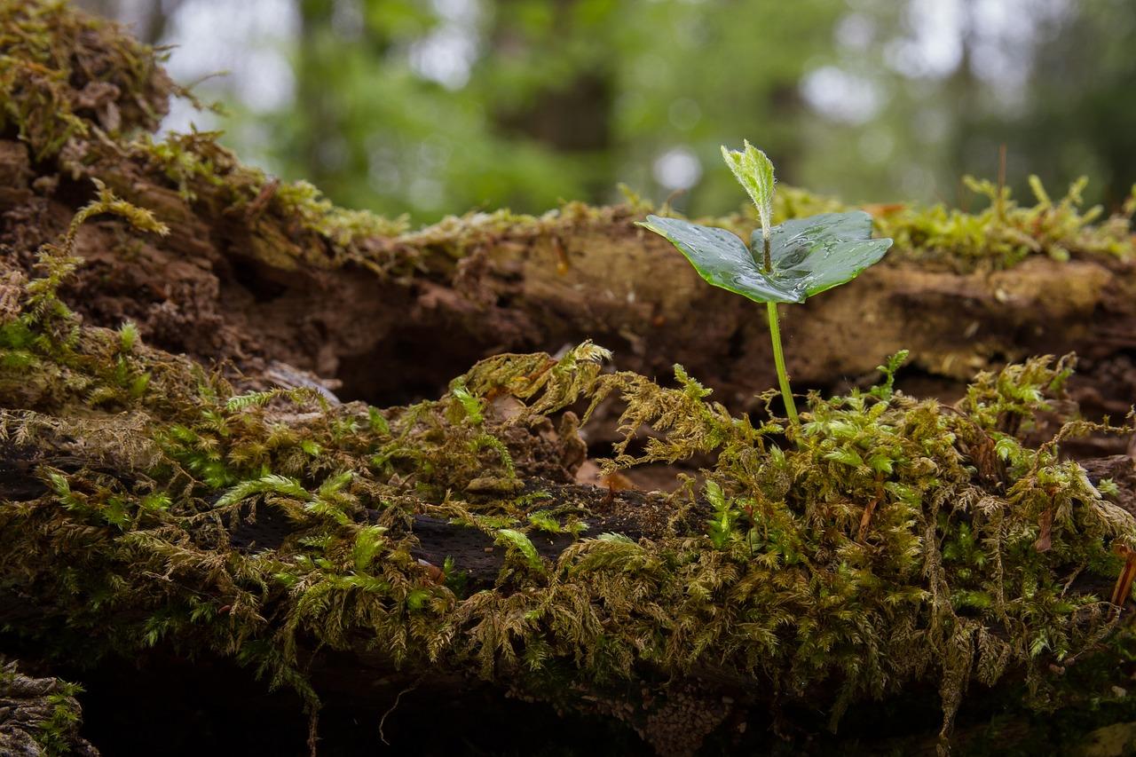 3. 桅子花移栽季节