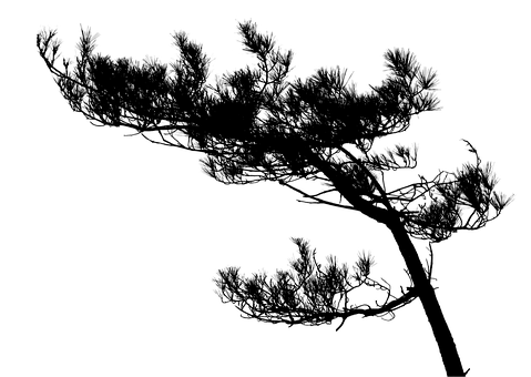 4. 松树市场价目