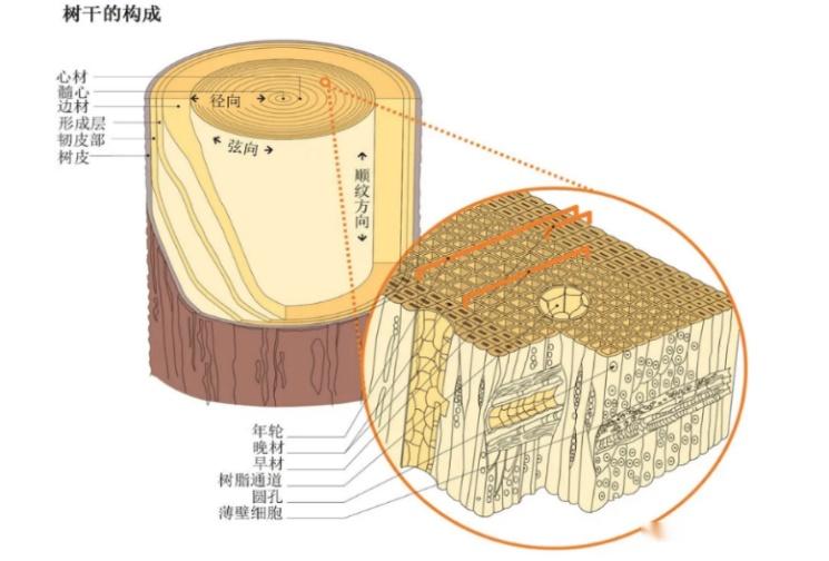 木文化科普(一)——大树成长的奥秘 - 知乎