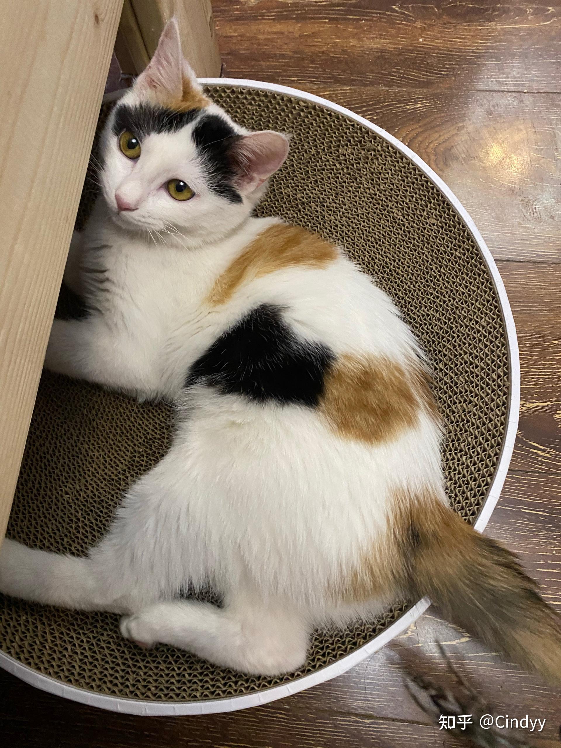 最好看的三花猫长什么样子? - 知乎