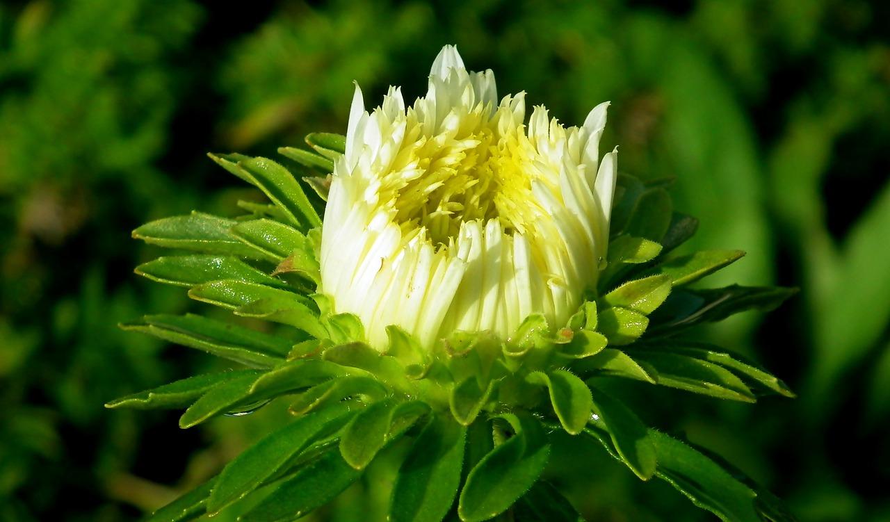 4. 植物摆设防煞法