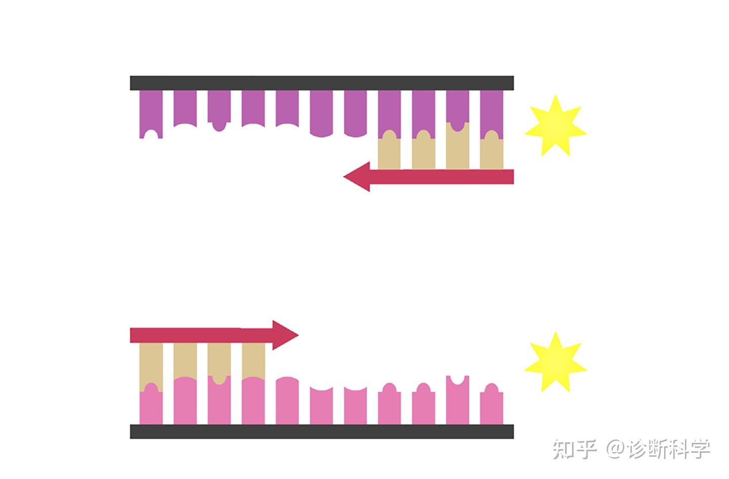 技术 | 如何使用RT-PCR检测COVID-19? - 知乎