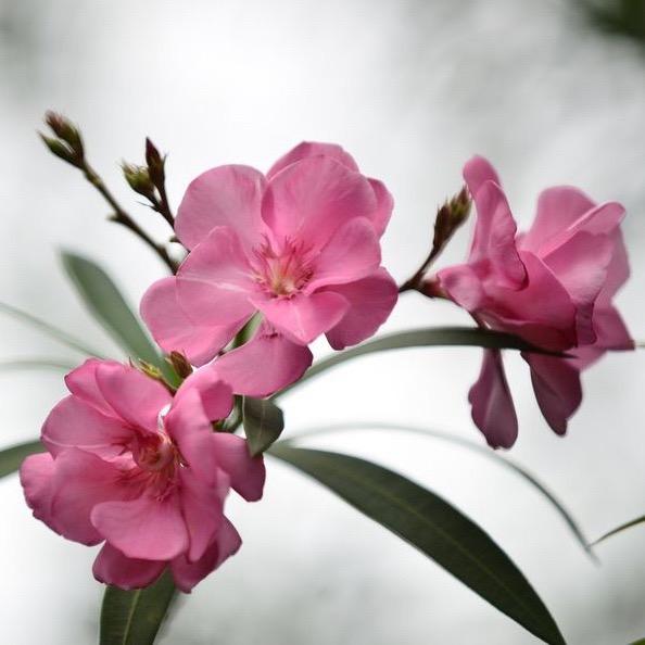 有什么适合四十多岁爸爸妈妈的微信头像