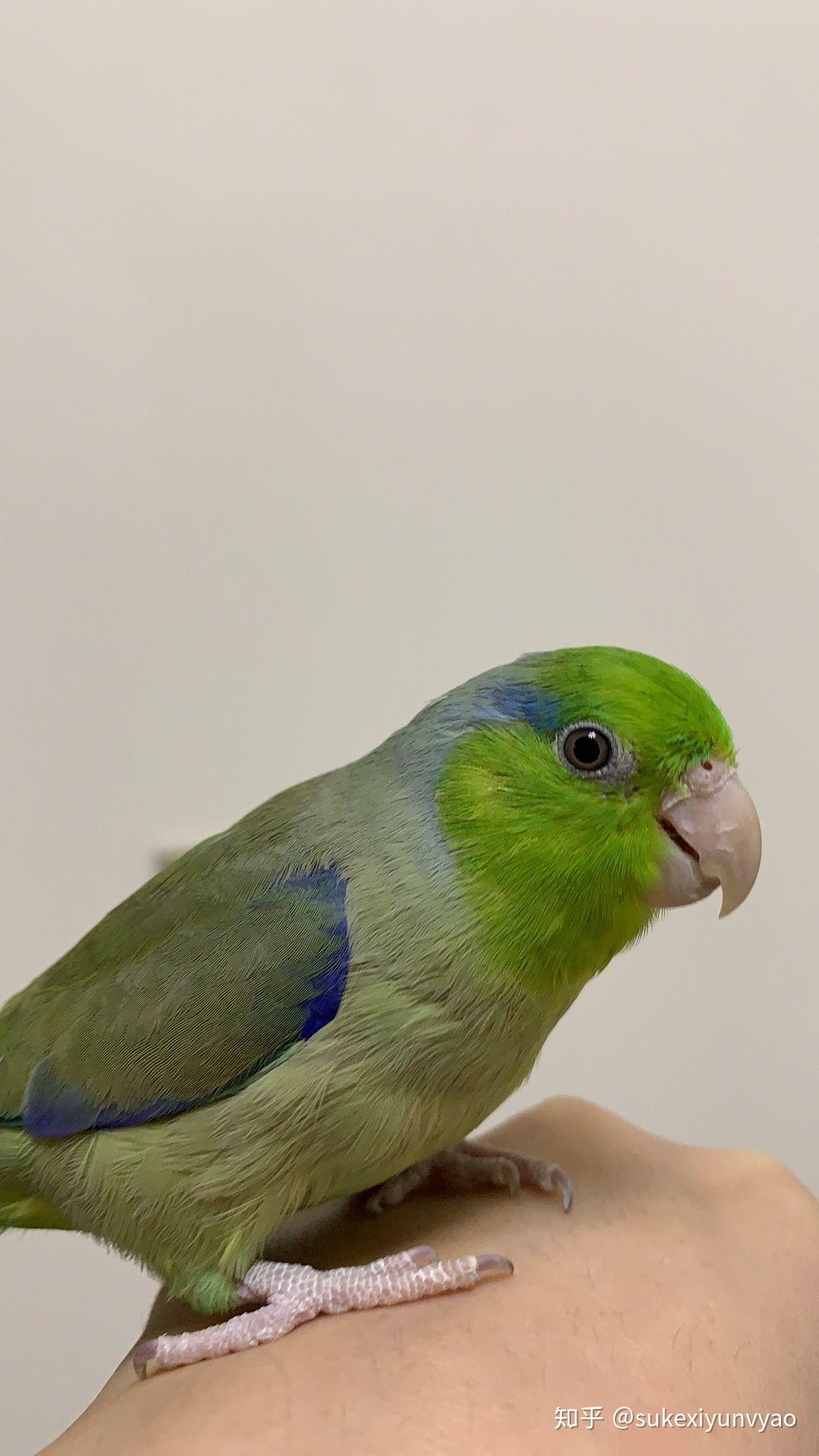 一公一母黄云斑放在笼里养了一周每天换水添食就是养不熟怎么办