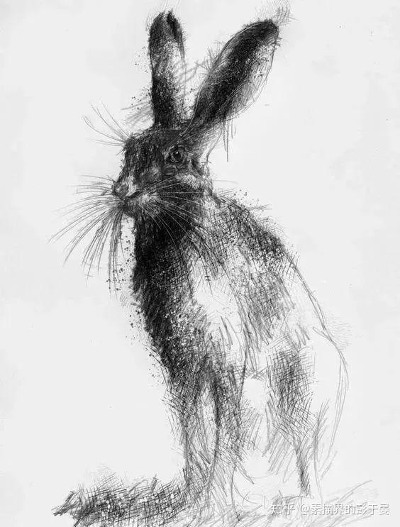 一组素描动物作品欣赏 - 知乎