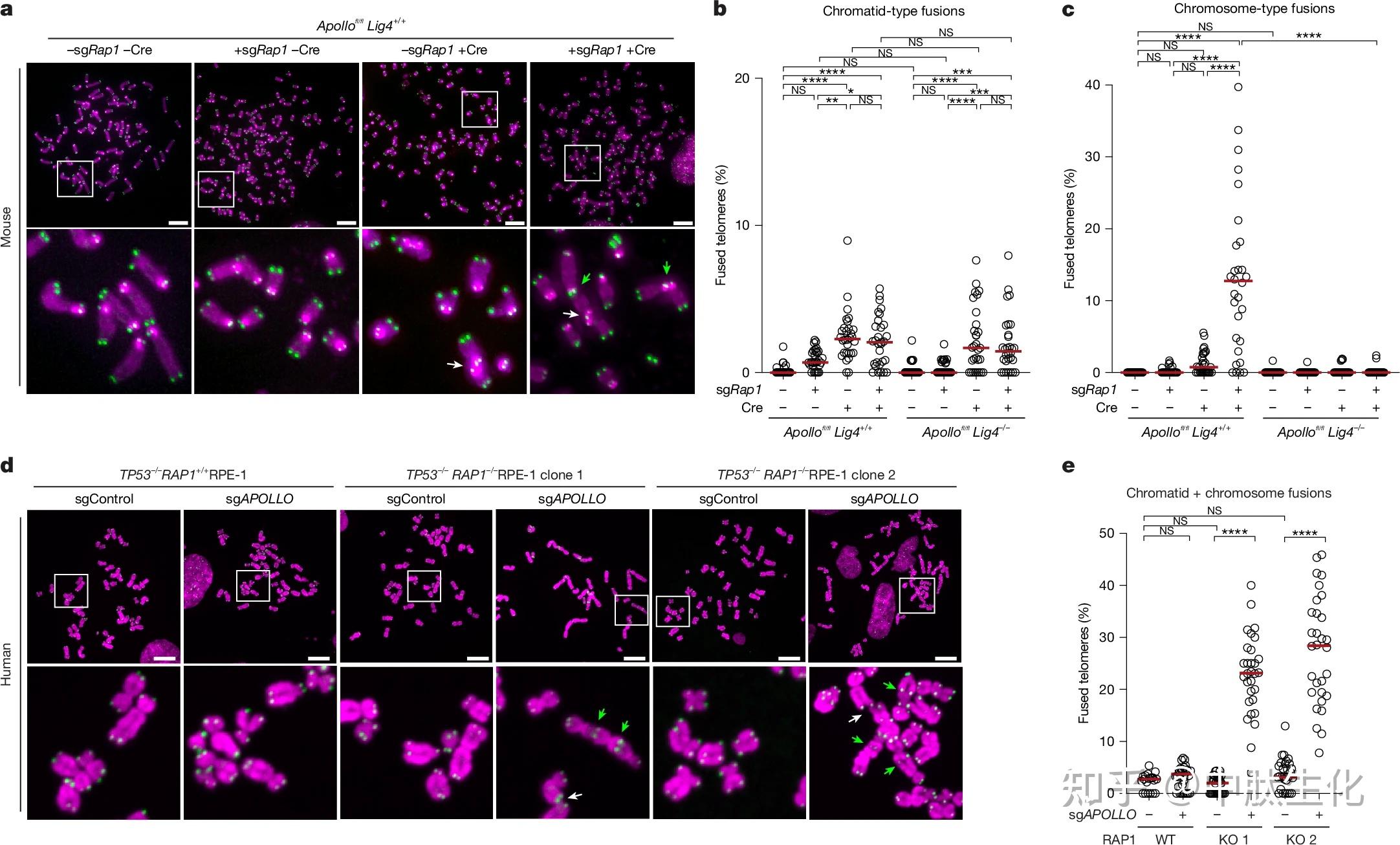 Nature:科学家揭示染色体端粒保护新机制——RAP1分子如何阻止端粒融合? - 知乎