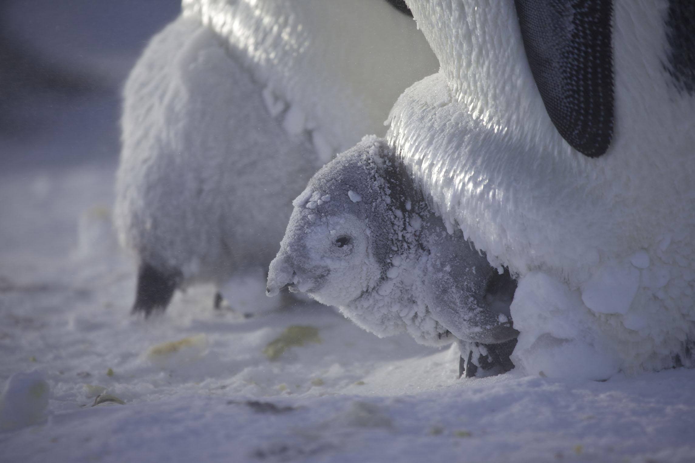 抱团取暖的企鹅最外层会被冻死吗