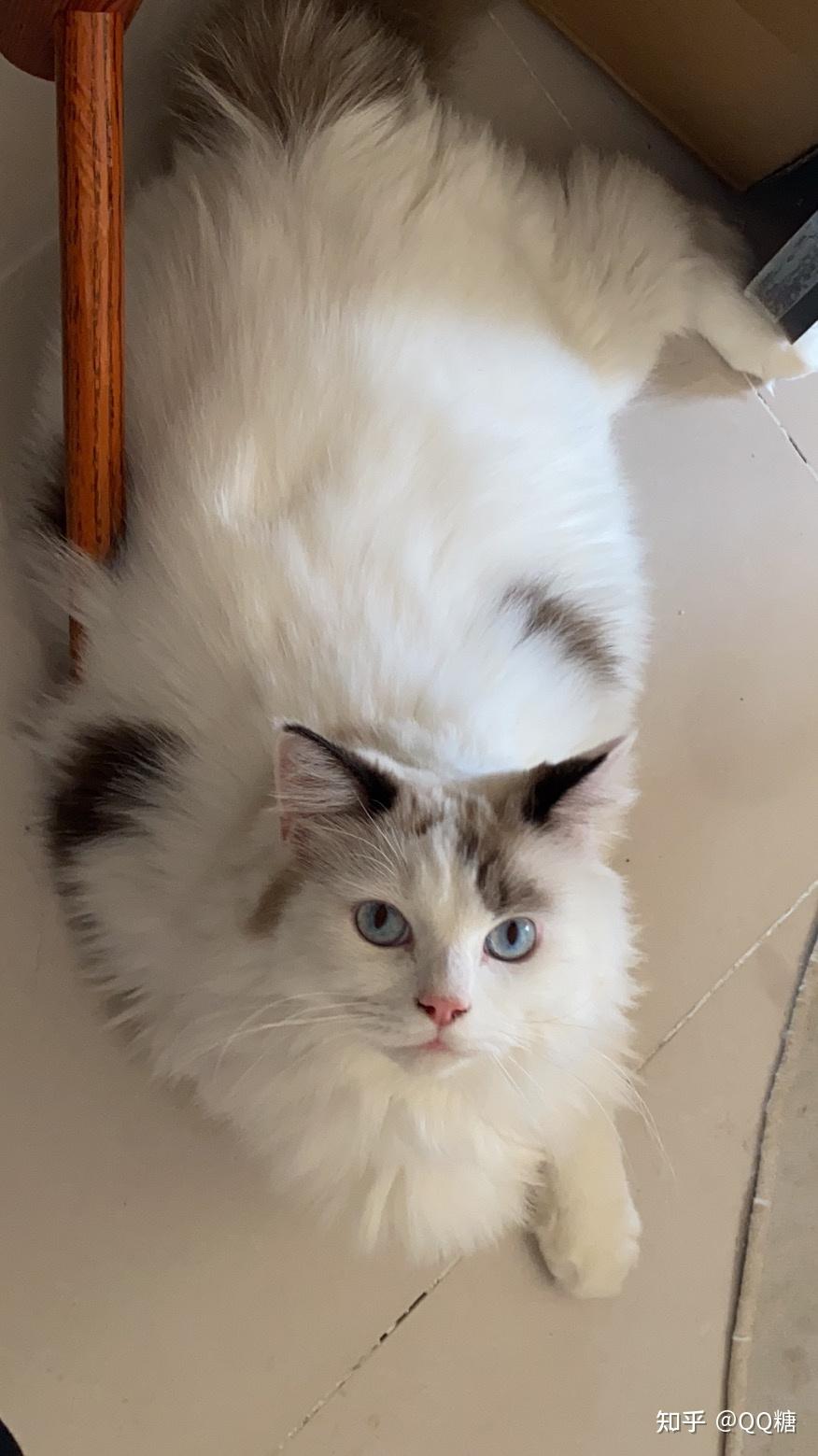 高地和布偶猫的混血长啥样