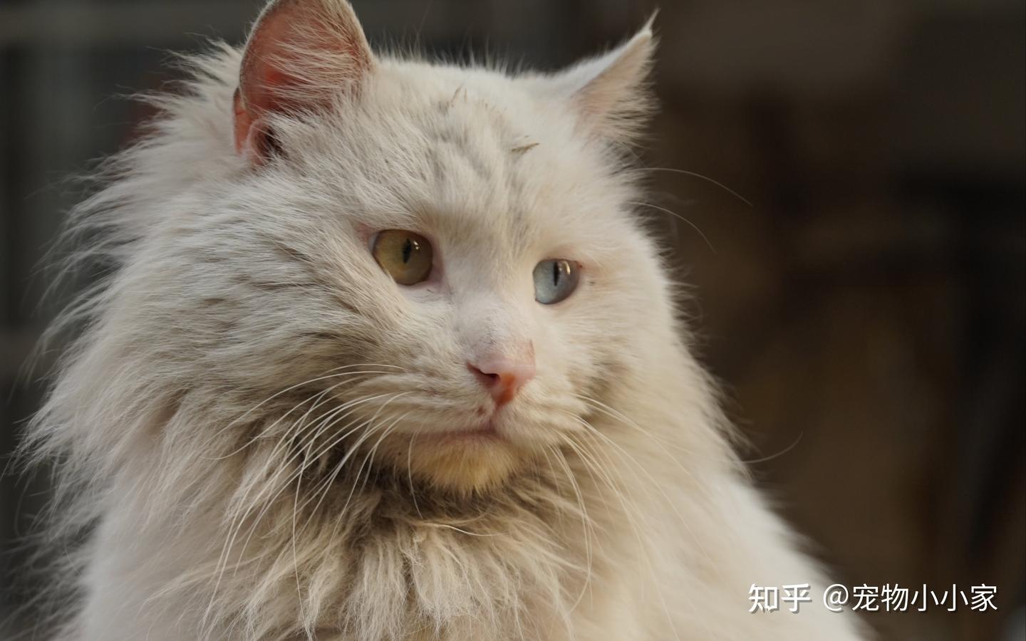 临清狮子猫,你对它的了解有多少? - 知乎