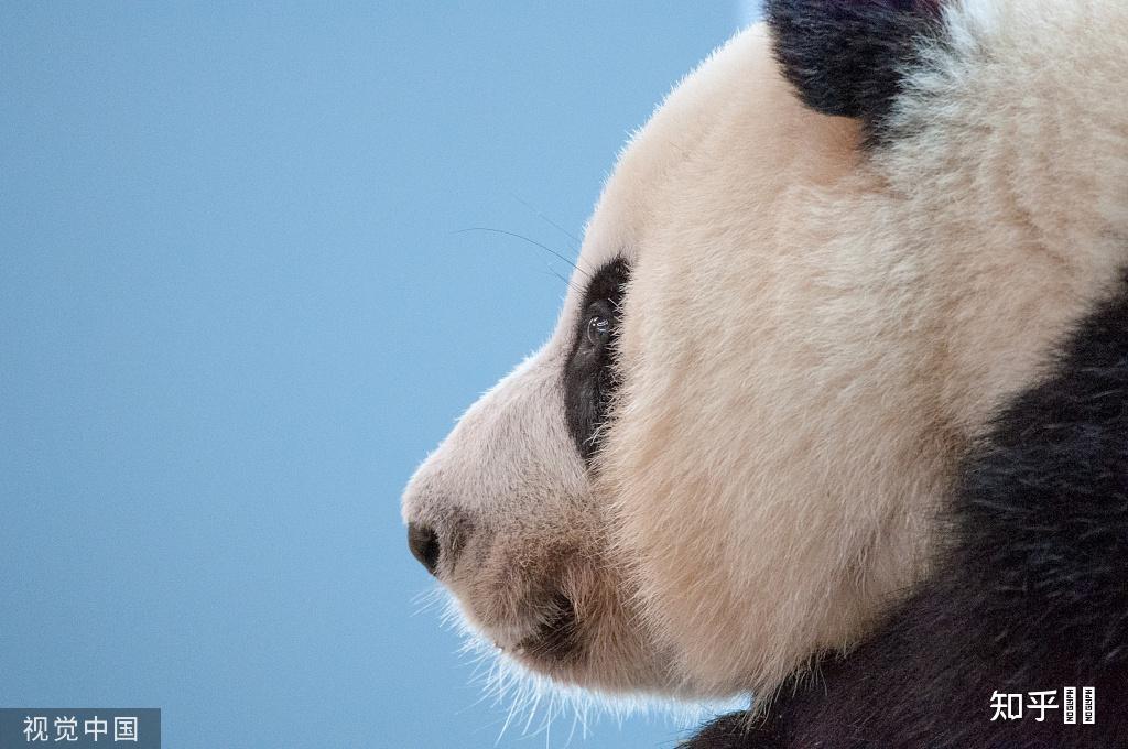 有没有很喜欢的熊猫图片壁纸?