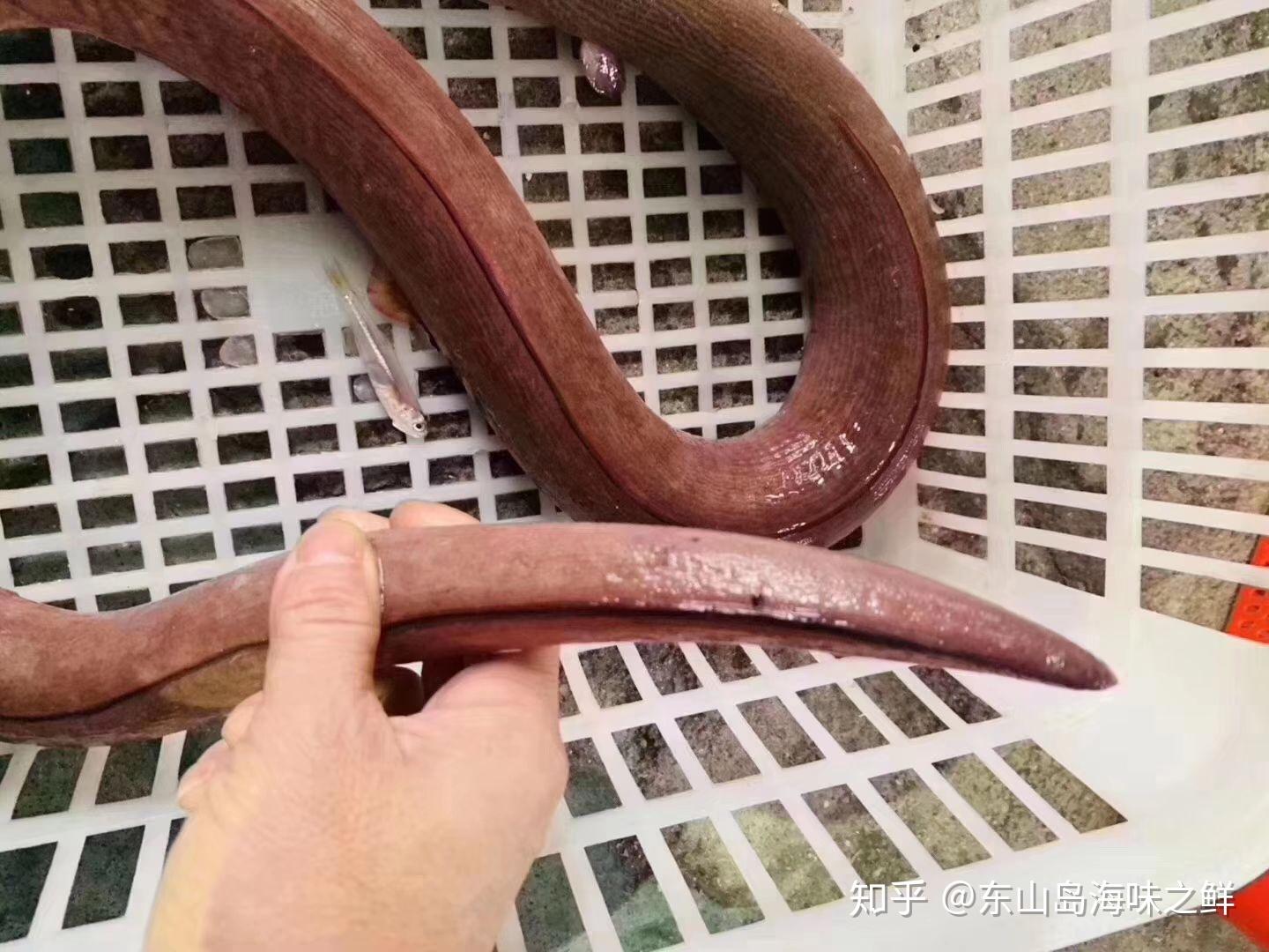 土龙是什么?“土龙”它的学名叫波露豆齿蛇鳗,是很好的滋养补品。 - 知乎