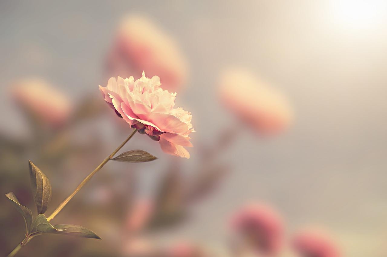 红梅卷叶是什么原因